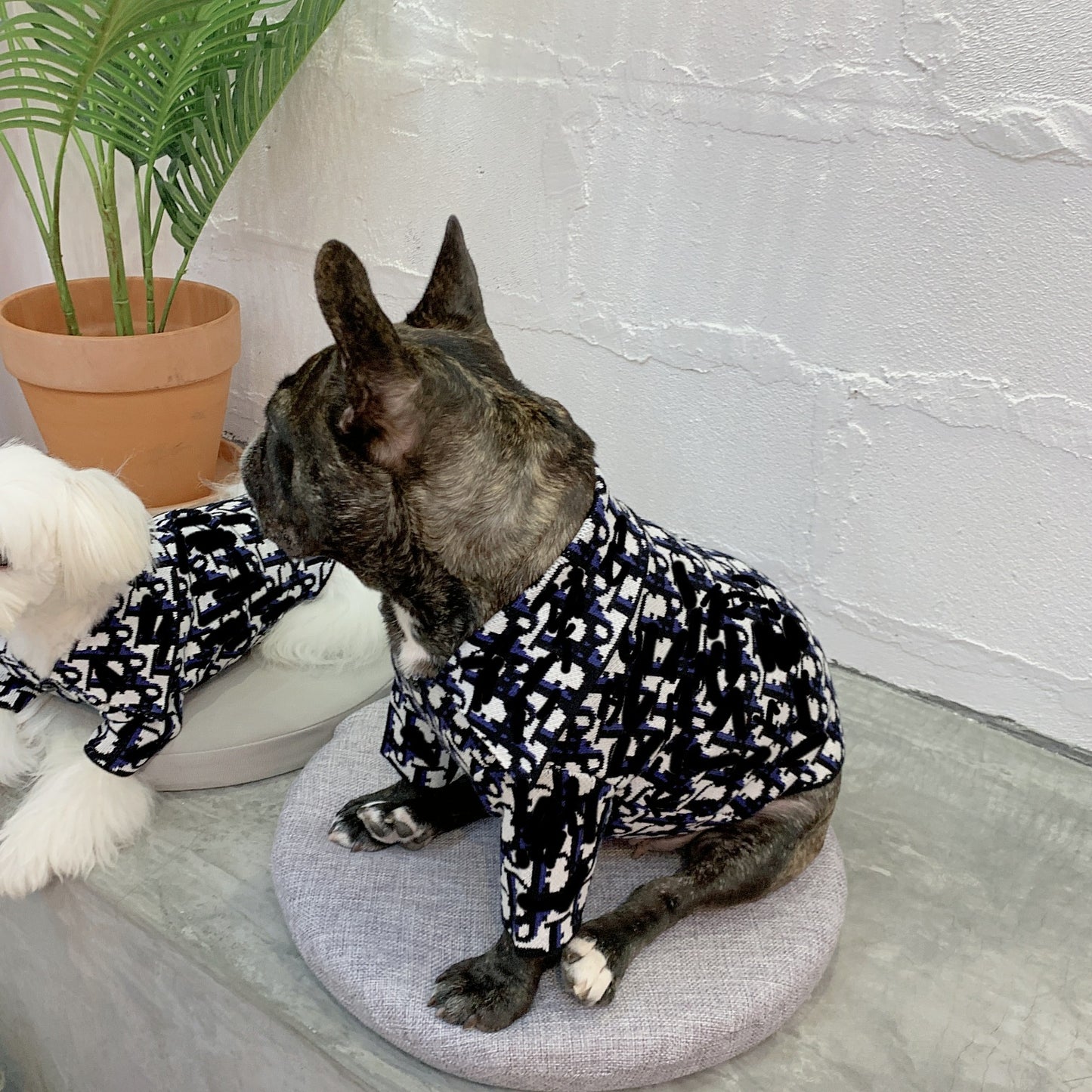 Bold Print Big Collar Sweater