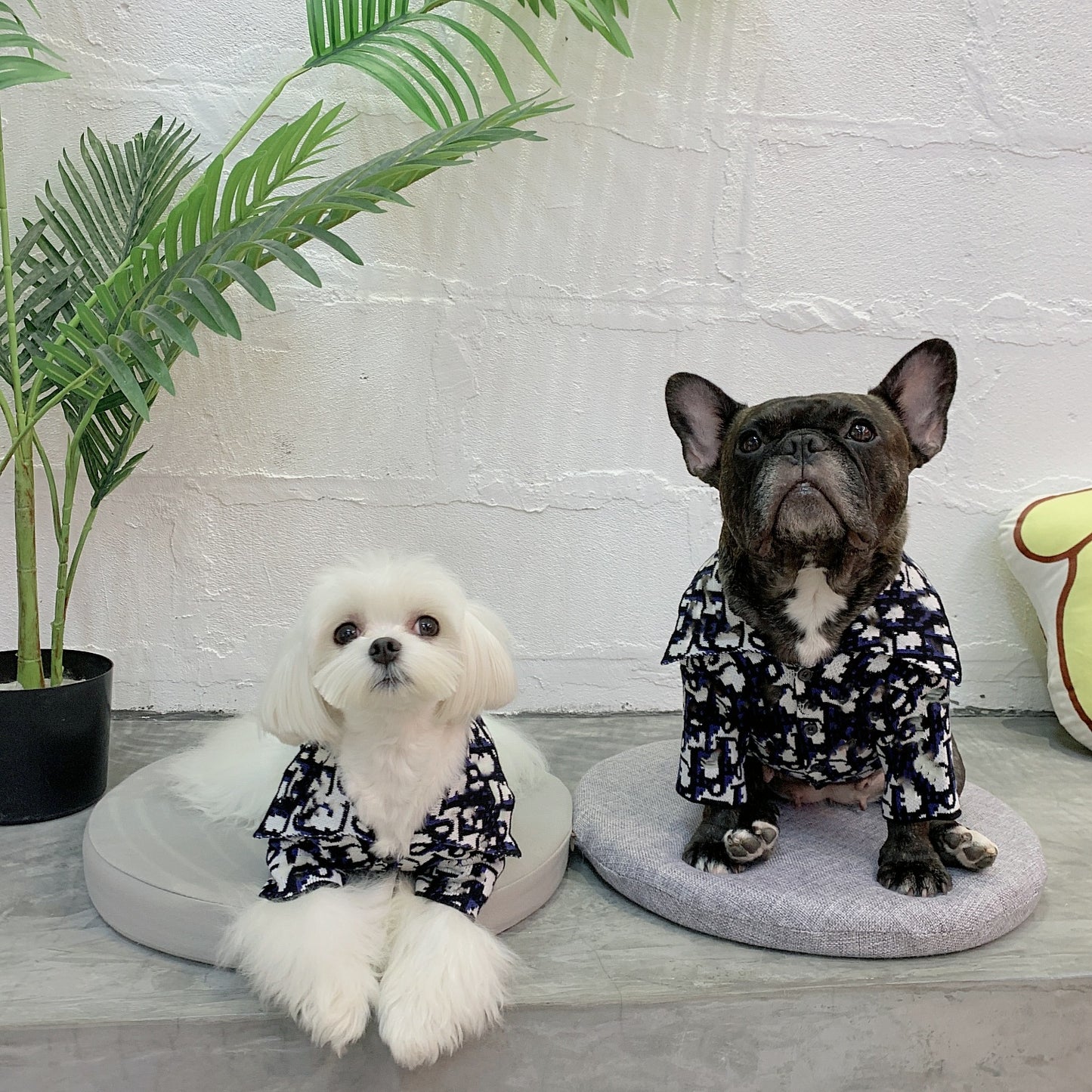 Bold Print Big Collar Sweater