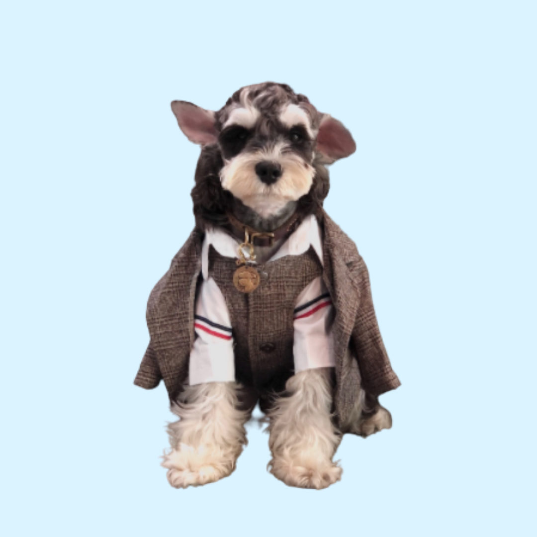 In Stock | Pet Summer Wedding 2-piece Suit Set | Handsome & Formal | For Cats and Dogs