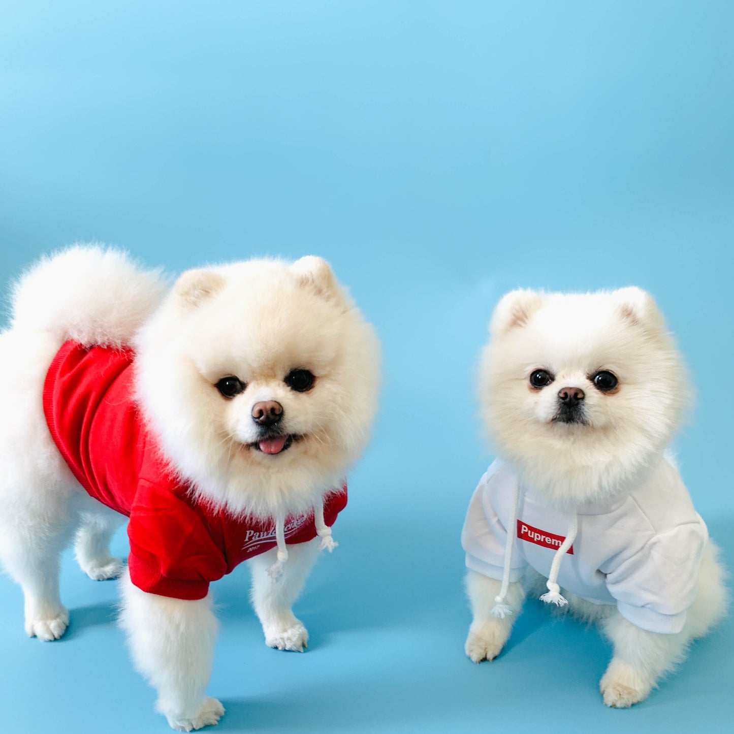 In-Stock | Pawlenciaga | Fashion Pet All-Season Pet Hoodie, Black and Red