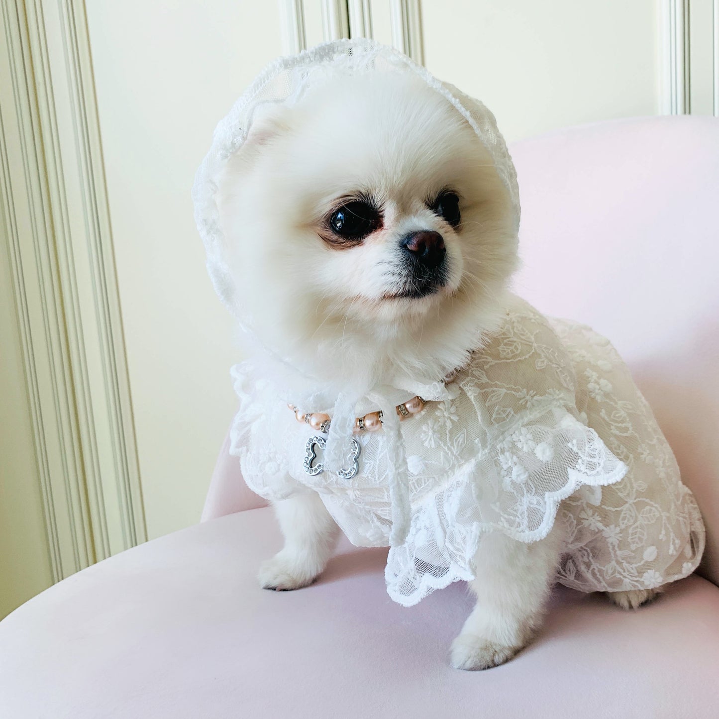 In Stock | Pet Summer Wedding Dress | Elegant White Lace | For Rabbits, Cats and Dogs