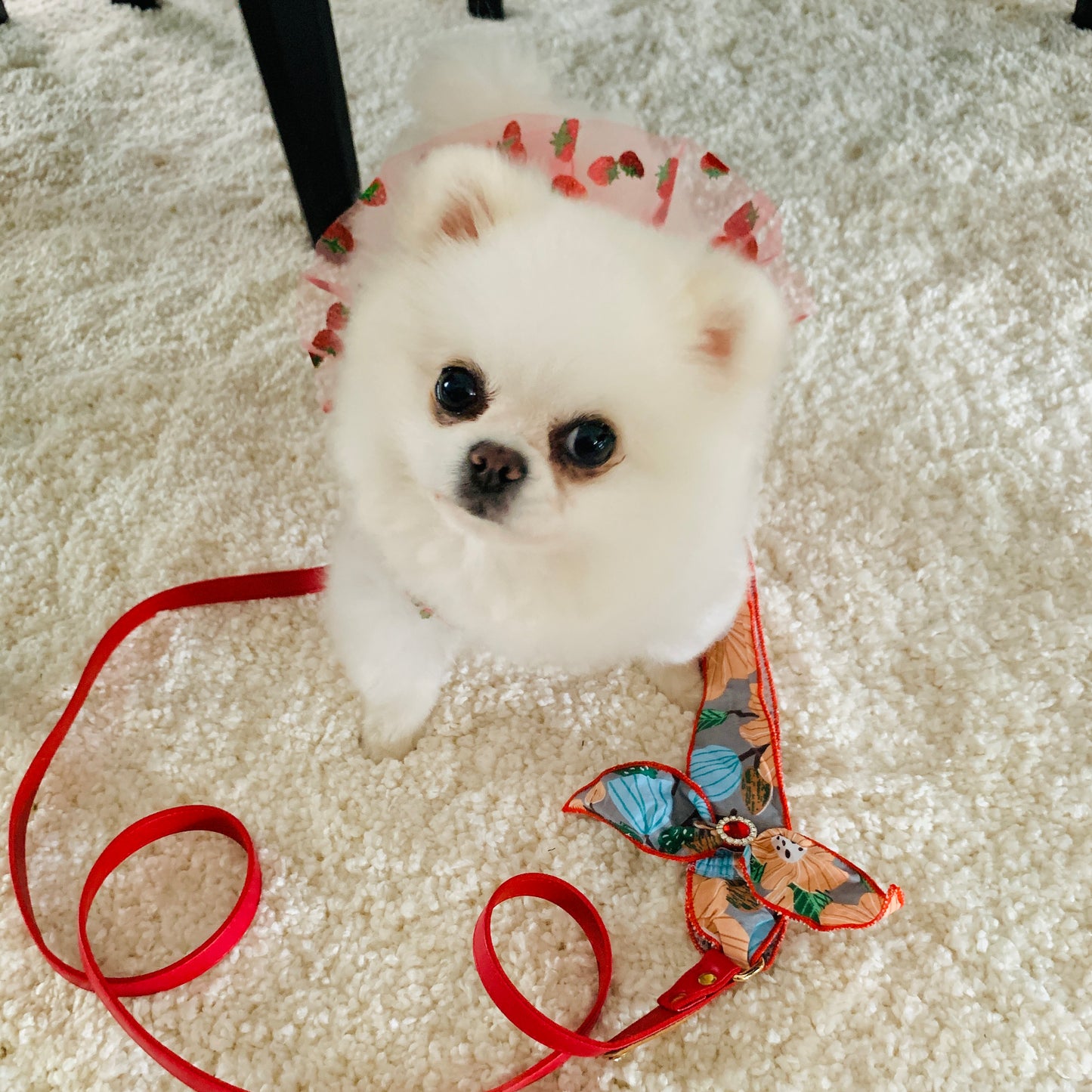 Strawberry Pom Fashion Harness Dress Set| For Elegant Puppy or Kitten