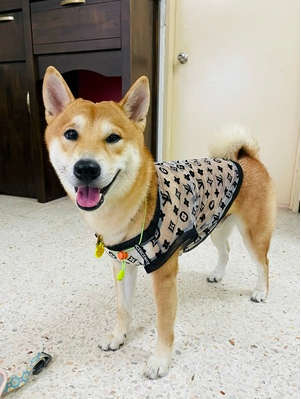 Bold Letter Summer Pet Mesh Top | For Dogs and Cats