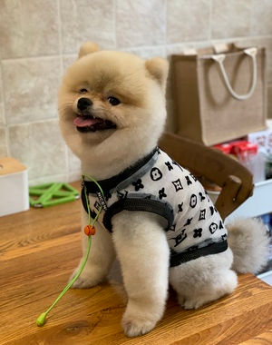 Bold Letter Summer Pet Mesh Top | For Dogs and Cats