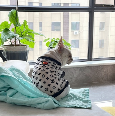 Bold Letter Summer Pet Mesh Top | For Dogs and Cats